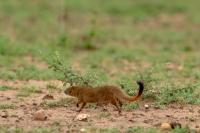 Egyptian mongoose