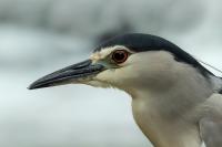 Nycticorax nycticorax