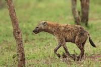 Spotted hyena