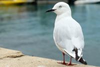 Larus bulleri 