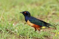 Lamprotornis hildebrandti