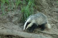 European badger