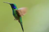 Colibri thalassinus