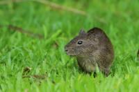 Brazilian guinea pig