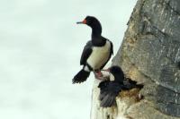 Phalacrocorax magellanicus