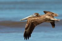 Pelecanus occidentalis