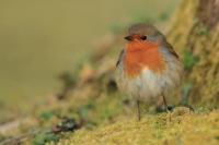 Ireland - fauna