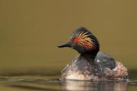 Podiceps nigricollis