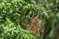 Cyprus FLORA