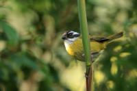 Chlorospingus pileatus