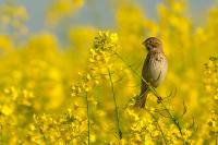 Emberiza calandra