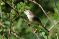 Prinia inornata