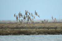 Calidris tenuirostris