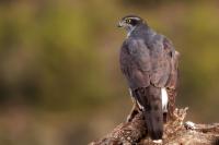 Accipiter gentilis