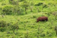 White rhinoceros