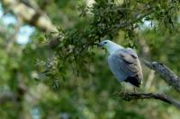 Haliaeetus leucogaster