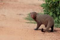 Ruddy mongoose