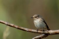 Muscicapa striata