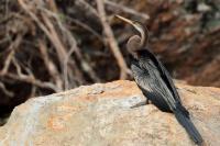 Anhinga melanogaster