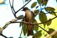 Turdus plebejus