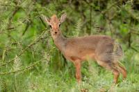 Kirk's dik-dik