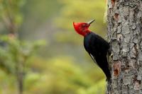 Argentina fauna