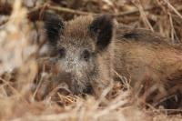 Wild boar