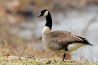 Branta canadensis