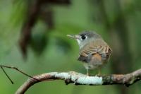 Muscicapa muttui