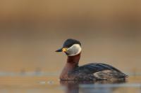 Podiceps grisegena