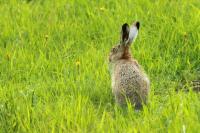 European hare