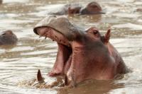 Common hippopotamus