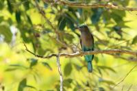 Coracias benghalensis