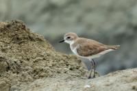 Charadrius mongolus