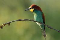 Merops apiaster