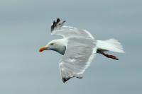 Larus argentatus