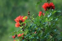 Thailand flora