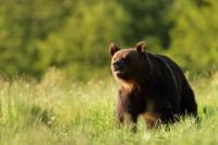 Brown bear