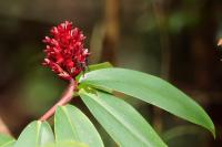 Sri Lanka - Flowers