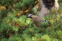 Garrulus glandarius atricapillus