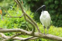 Threskiornis molucca