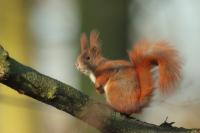 Red squirrel