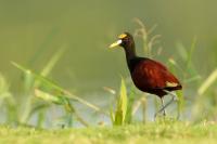 Jacana spinosa