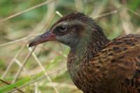 Gallirallus australis