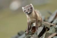 Arctic fox