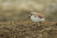 Calidris ruficollis