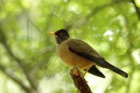 Turdus falcklandii