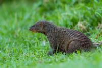 Banded mongoose