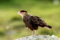 Caracara plancus