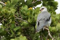 Elanus caeruleus